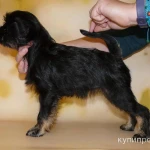 Фото №2 Бельгийские гриффоны