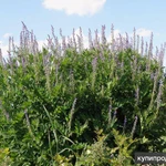 Фото №2 Козлятник восточный. Семена и корни с доставкой по России.