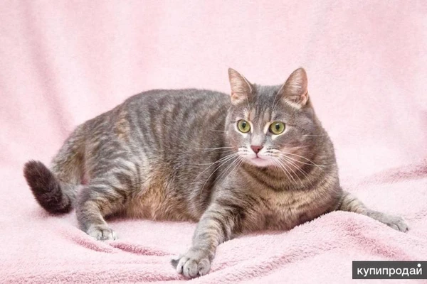 Фото Варя - не кошка, а мечта. В добрые руки