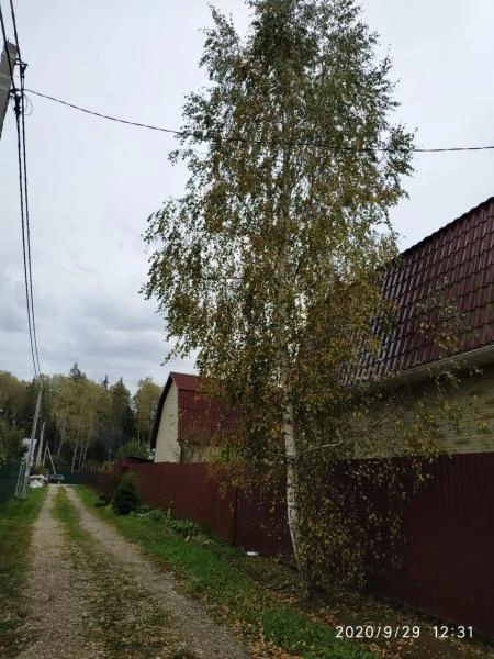 Фото Спил деревьев в Подольске