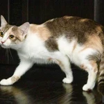 Фото №4 Трехцветная кошка Изюминка в добрые руки