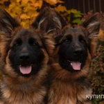 Фото №4 Щенки немецкой овчарки