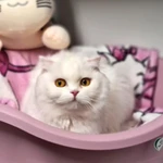Фото №9 Гостиница для кошек САТ СIТY
