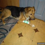 фото большая собака в добрые руки с ненавязчивым отслеживанием судьбы