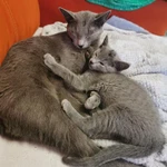 Фото №4 Котята породы “Русская голубая"