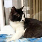 Фото №7 Пушистый котёнок Нафаня в добрые руки