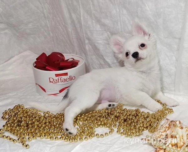 Фото Чихуахуа, снежный мальчик