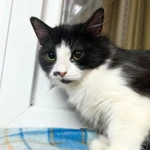 Фото №4 Пушистый котёнок Нафаня в добрые руки