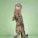 Фото №5 Кошечка в добрые руки