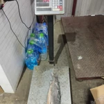 Фото №4 Форель ПБГ 1-