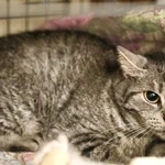 Фото №4 Миледи - метис британской кошечки, ищет дом.