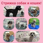 Стрижка собак и кошек