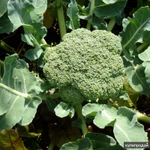 Фото №5 Арполит - идеально для любых растений