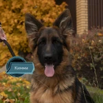 Фото №2 Щенки немецкой овчарки