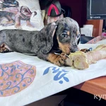 Фото №3 Стандартный кобель таксы