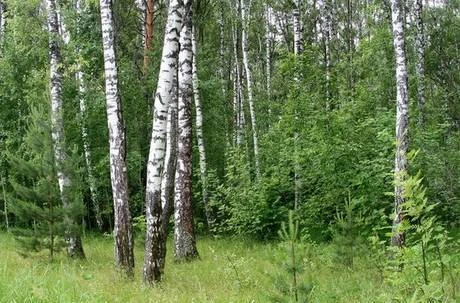 Фото Молодые деревья с корнем и саженцы оптом