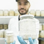 Фото №3 Ежовик Гребенчатый оптом или СТМ