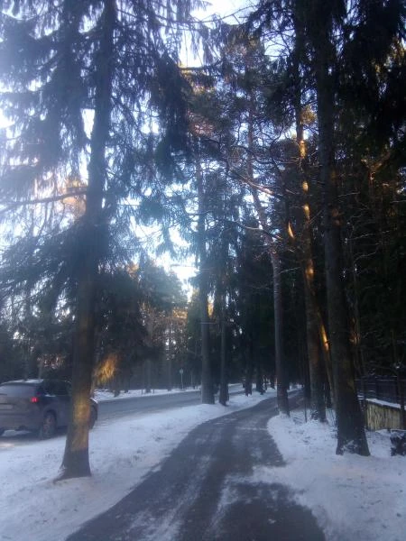 Фото ПРОШЛО 2 ГОДА. Спил деревьев - КОМАРОВО. (Зеленогорск) 