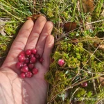 Фото №2 Клюква свежая ручной сбор 2024