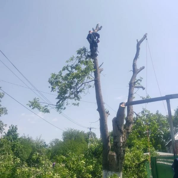 Фото Спил дерева. Безопасное удаление аварийных деревьев