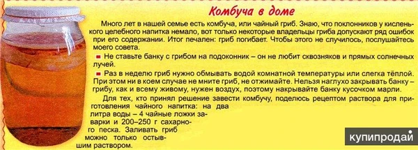 Фото Чайный Гриб Комбуча Фанго