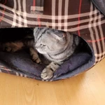 Фото №4 Отдам в добрые руки.