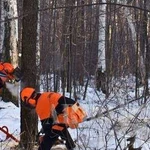 Вырубка деревьев и кустов. Скос травы