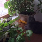 Фото №7 Передержка кошек и небольших собак