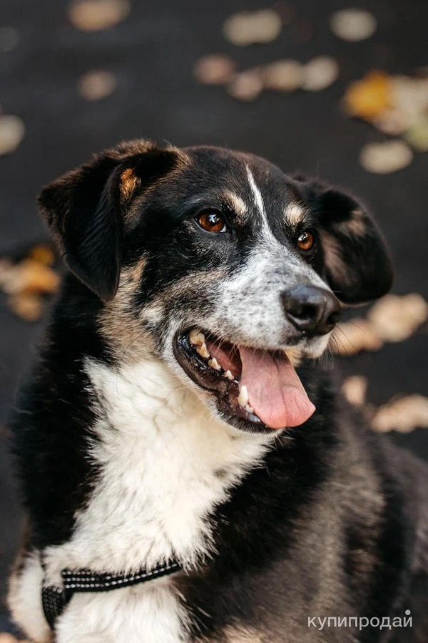 Фото Том в поиске дома