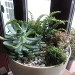 Цветочные композиции