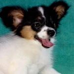 Фото №2 Щенки папийона