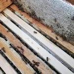 Фото №2 Мёд свежий