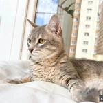 Сноу молодой котик ищет дом, в добрые руки