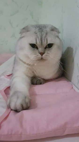 Фото Шотландский клубный кот на вязку