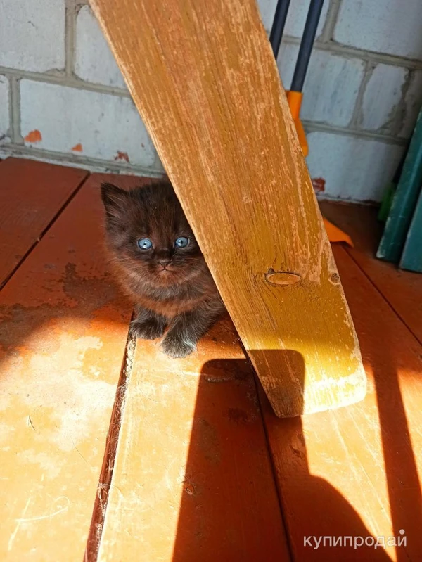 Фото Отдам в хорошие руки