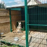 Фото №3 Вольеры для собак