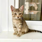 Фото №6 Маленькая котёнка Тина в добрые руки