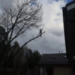 Фото №4 Спилить деревья Ватутинки Обрезка веток