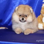 Фото №6 Щенок померанского шпица- мальчик