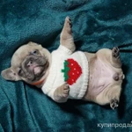 Фото №2 Французский Бульдог