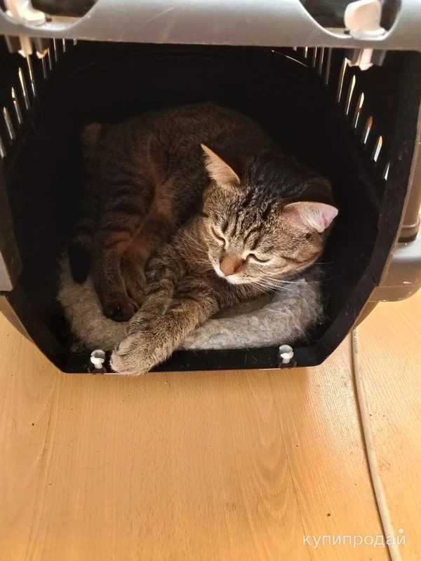 Фото Отдам в добрые руки.