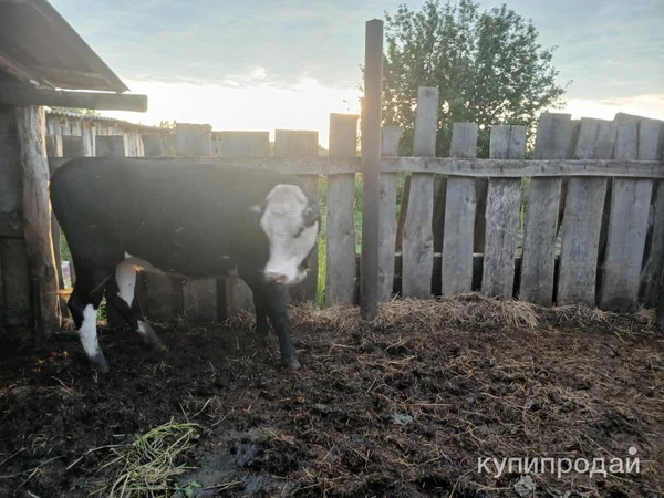 Фото Нетель стельная