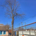 Фото №7 СПИЛ ДЕРЕВЬЕВ