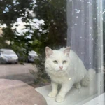 Фото №5 Кошечка-булочка ищет семью