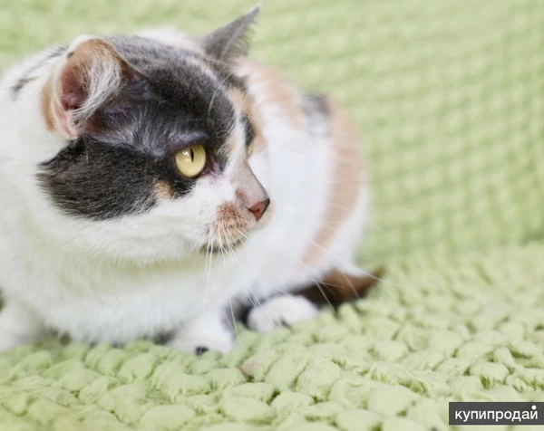 Фото Шикарная кошечка - трехцветка Буся в добрые руки