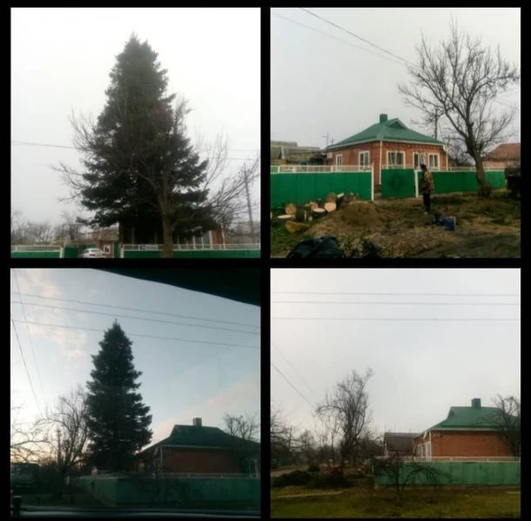 Фото Спил деревьев