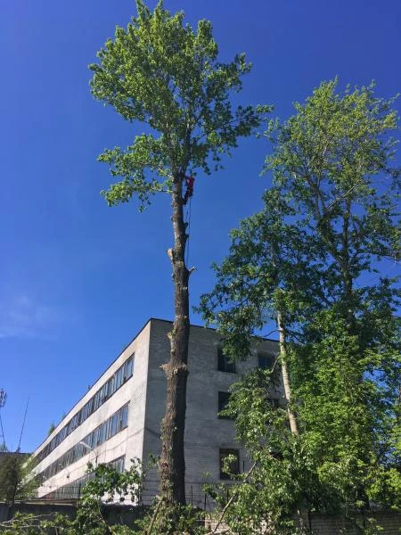 Фото Удаление деревьев 