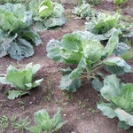 Фото №8 Дом СНТ"Росинка".250 м2.Подмосковье.