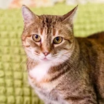 Фото №6 Кругленькая очаровашка кошка Шерочка в дар