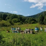 Фото №4 Мед